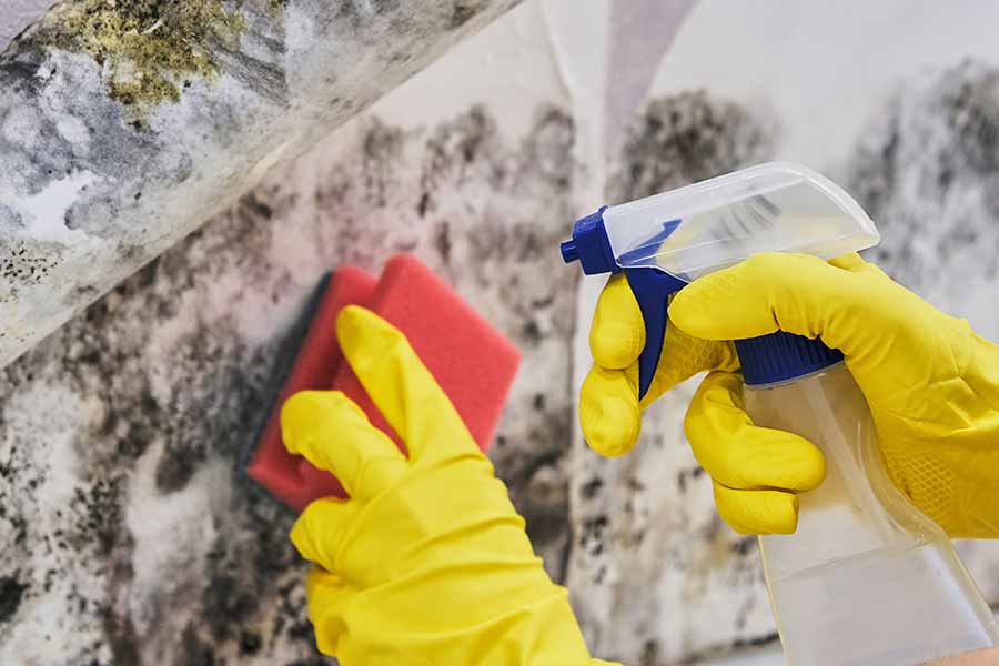 Is Cleaning Mould tenant’s responsibility?